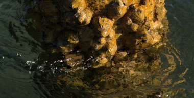 Tetraclita squamosa, bu midye. Balanus (Balanomorpha), Kabukgiller (Balanidae) familyasından bir midye cinsidir..