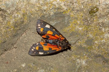 Kırmızı kaplan güvesi (Callimorpha dominula, eski adıyla Panaxia dominula) Arctiinae kaplan güve alt familyasına ait renkli bir güvedir..