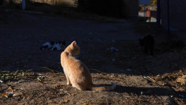 Vahşi hayvanlar. Kedi çöpün içinde. Hayvan besin atıklarıyla beslenir..