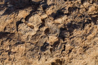 Kızıl Deniz 'in fosil mercanları. Taşa dönüşmüş antik yaratıklar. Resif mercanları.