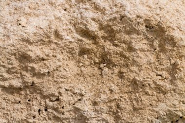 Kızıl Deniz 'in fosil mercanları. Taşa dönüşmüş antik yaratıklar. Resif mercanları.