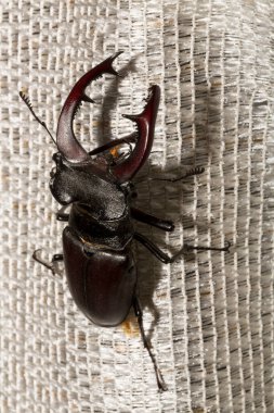 Lucanus cervus, kedigiller (Lucanidae) familyasından bir kuş türü. İmago bir erkek böcek..
