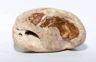 Kireçtaşı kayasında fosilleşmiş kemik parçaları..