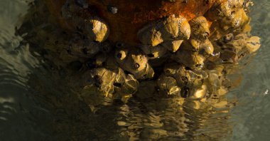 Tetraclita squamosa, bu midye. Balanus (Balanomorpha), Kabukgiller (Balanidae) familyasından bir midye cinsidir..