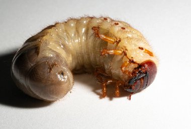 Avrupa gergedan böceği (Oryctes nasicornis), Dynastinae alt familyasına ait büyük bir uçan böcek türü. Böcek larvası, pupa öncesi beyaz bir arkaplanda yer alır..