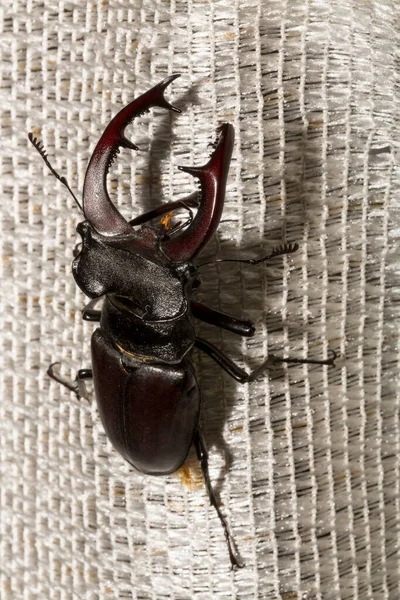 Lucanus cervus, kedigiller (Lucanidae) familyasından bir kuş türü. İmago bir erkek böcek..