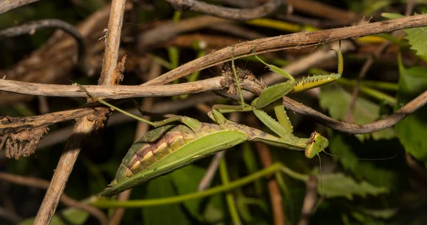 Avrupa peygamber devesi (Mantid dini). Yoğun bitki örtüsü içindeki yeşil bir dişi böcek, yumurtalarını bırakmaya hazırlanıyor..