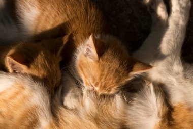 Kızıl kedilerden oluşan bir aile. Anne kedi yavruları anne sütüyle besler..