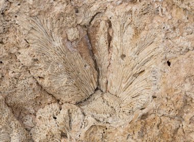 Kızıl Deniz 'in fosil mercanları. Taşa dönüşmüş antik yaratıklar. Resif mercanları.