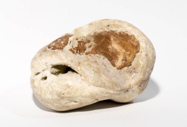 Kireçtaşı kayasında fosilleşmiş kemik parçaları..