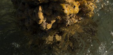 Tetraclita squamosa, bu midye. Balanus (Balanomorpha), Kabukgiller (Balanidae) familyasından bir midye cinsidir..