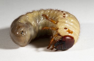 Avrupa gergedan böceği (Oryctes nasicornis), Dynastinae alt familyasına ait büyük bir uçan böcek türü. Böcek larvası, pupa öncesi beyaz bir arkaplanda yer alır..