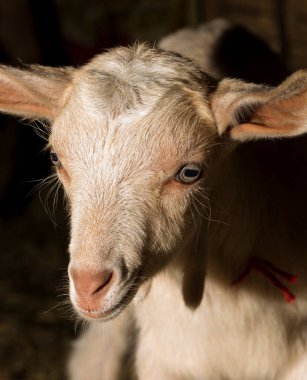 Ahırda yeni doğmuş bir keçi yavrusu. Dünyayla ilk tanışma.