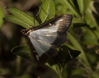 Cydalima perspektifi veya kutu ağacı güvesi Crambidae familyasından bir güve türüdür. Bu kelebek bir baş belası. Böcek çalıları yok eder..