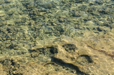 Kızıl Deniz 'in ölü mercan kayalıkları. Bir çevre felaketi.