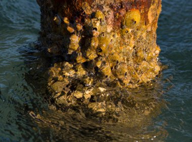 Tetraclita squamosa, bu midye. Balanus (Balanomorpha), Kabukgiller (Balanidae) familyasından bir midye cinsidir..