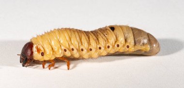 Avrupa gergedan böceği (Oryctes nasicornis), Dynastinae alt familyasına ait büyük bir uçan böcek türü. Böcek larvası, pupa öncesi beyaz bir arkaplanda yer alır..