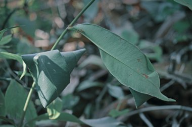 Karınca yuvası yeşil yapraklar, kırmızı terzi karıncalar, oecophyila smaragdine, Hindistan