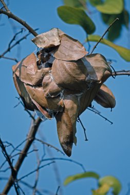 Karınca yuvası yeşil yapraklar, kırmızı terzi karıncalar, oecophyila smaragdine, Hindistan