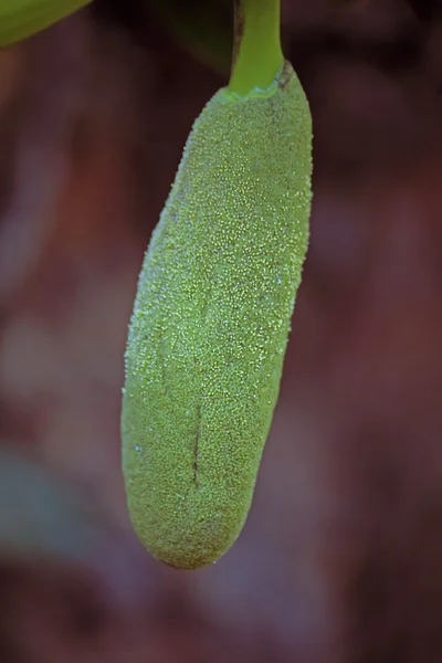 Jaca Artocarpus Heteropyllus Colgando Árbol India — Foto de Stock