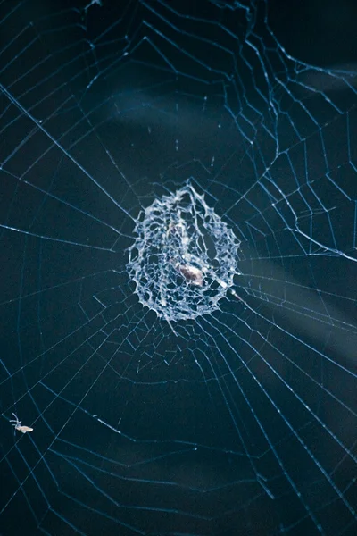 Örümcek Stabilimentumu Argiope Ocyaloides — Stok fotoğraf