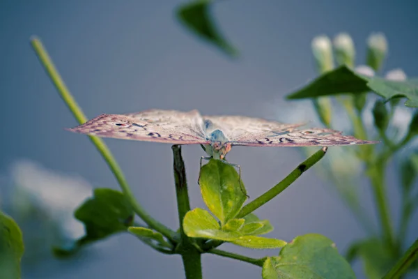 Grey Pansy Junonia Atlites Busking Butterfly Indie — Stock fotografie