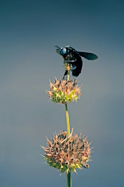 Big Black Bee Xylocopa Californica — 스톡 사진