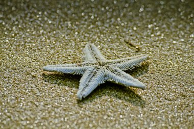 Goa, Hindistan 'ın Shiroda sahilinde ölü yıldız balığı.