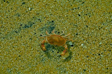 Kumsaldaki küçük yengeç, Miramar Sahili, Panaji, Goa, Hindistan