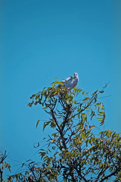 Sığır Sorguçlar Bubulcus Ibis Goa Hindistan — Stok fotoğraf