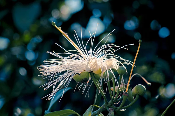 Féltekei Rose Alma Syzygium Hemisphericum — Stock Fotó