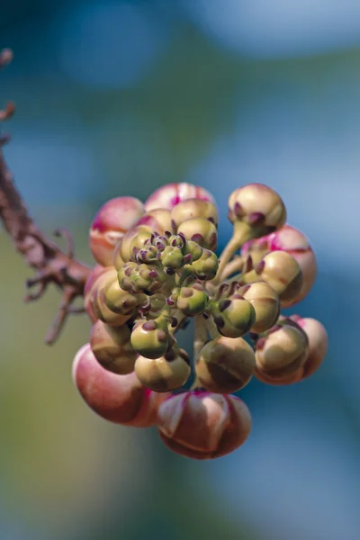 Couroupita Guianensis Árbol Bala Cañón — Foto de Stock