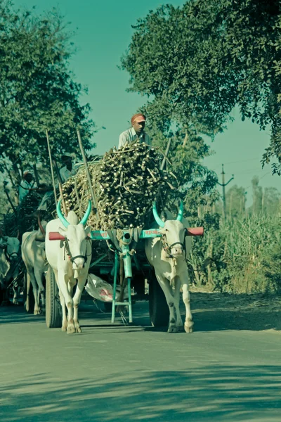 Agricultores Que Llevan Caña Azúcar Carro Bueyes Satara Maharashtra India — Foto de Stock