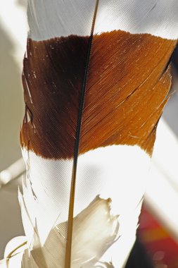 Sarı gagalı Kartallar tüy