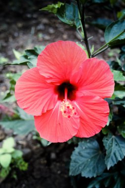 Hibiscus rosa-sinensis, Pink China Rose, Chinese hibiscus