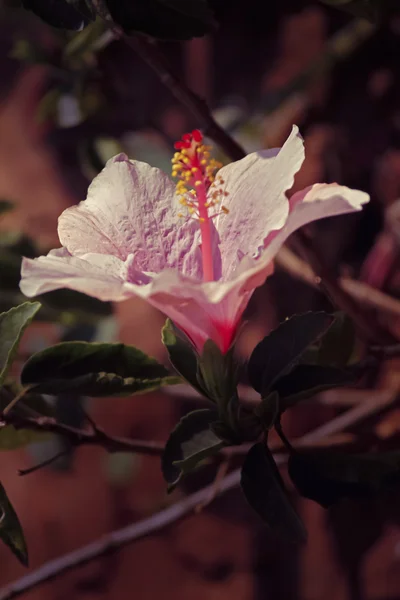 Hibiscus Rosa Sinensis Világos Rózsaszín Kínai Rózsa Kínai Hibiszkusz — Stock Fotó