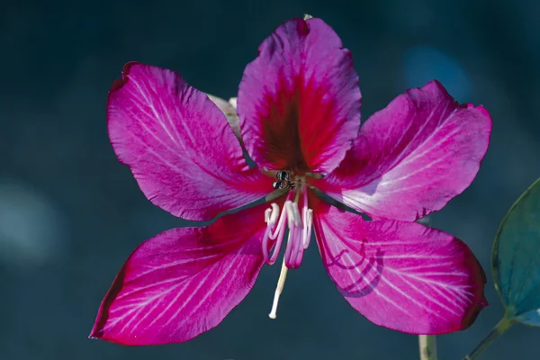 Flor Árbol Orquídea Hong Kong Bauhinia Flores Rojas Bauhinia Blakeana —  Fotos de Stock