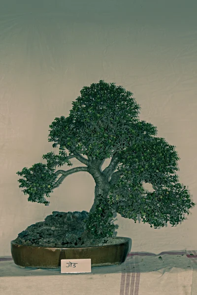 Νάνος Jade Bonsai Tree Potulacaria Afra Ινδία — Φωτογραφία Αρχείου