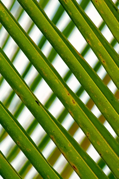 Luce Posteriore Della Foglia Cocco Mattino — Foto Stock