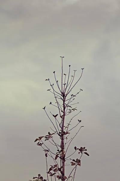 Teak Tectona Grandis Verbenaceae Jati — Stock Photo, Image