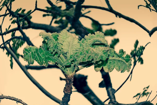 Boswellia Serrata. Family: Burseraceae. A deciduous tree India. The tree yields an aromatic resin which is used to make incense.