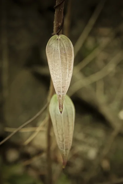 Young Leaves Aerial Tubers Greater Yam Called Kokan Ghorkand India — 스톡 사진