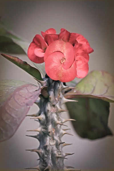 Corona Espinas Euphorbia Milii Lutea — Foto de Stock