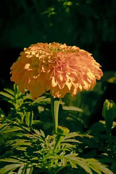 Λουλούδια Του Tagetes Erecta Αφρικανική Marigold Maharashtra Ινδία — Φωτογραφία Αρχείου