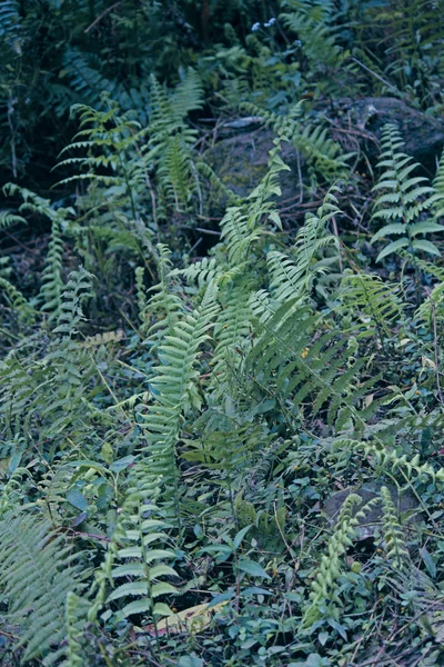 Sonbahar eğreltiotu, Japon Ormanı veya Bakır Kalkan eğreltiotu (Dryopteris erythrosora)