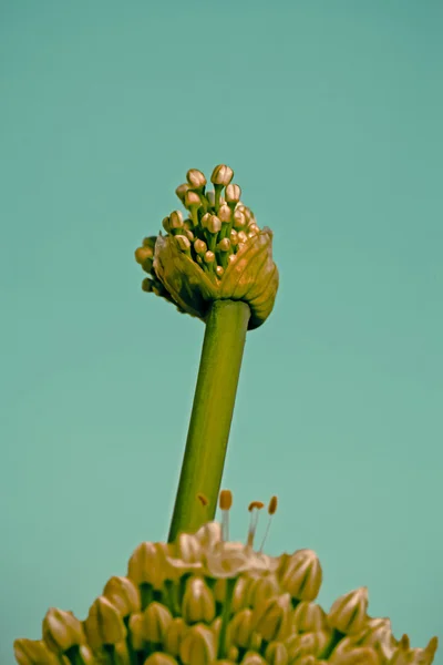 Onion Allium flowers, Green Onion Stalks with white flowers in the field, Pune, Maharashtra, India