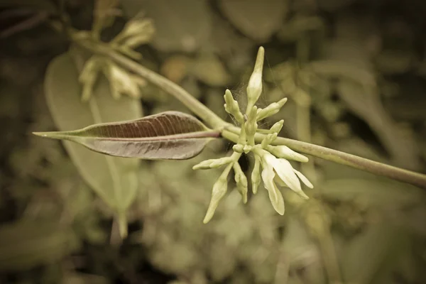 Escalade Feuilles Cire Sarsaparilla Indienne Cryptolepis Buchananii — Photo