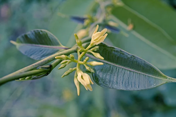 Escalade Feuilles Cire Sarsaparilla Indienne Cryptolepis Buchananii — Photo