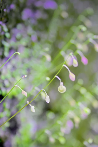 Striped Bladderwort Chire Papni — Stock Photo, Image