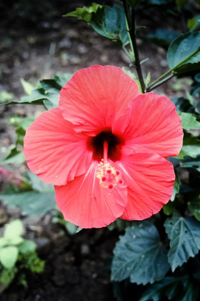 Hibiscus Rosa Sinensis Rosa Porzellanrose Chinesischer Hibiskus — Stockfoto